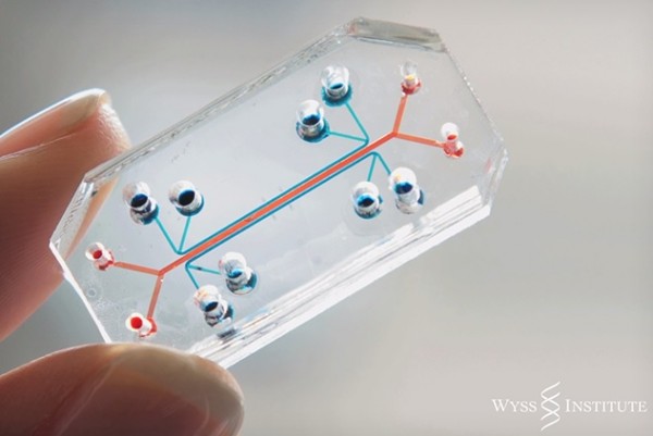 Lung-on-a-chip, 